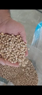 نخود ممتاز کرمانشاه سایز سه خان بار تازه