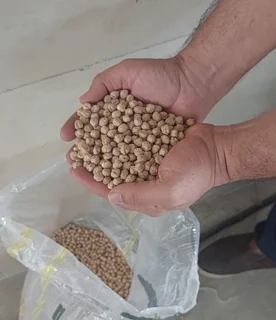 نخود ممتاز کرمانشاه صادراتی