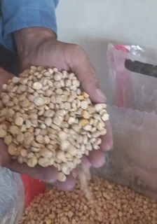 نخود شکسته و لپه